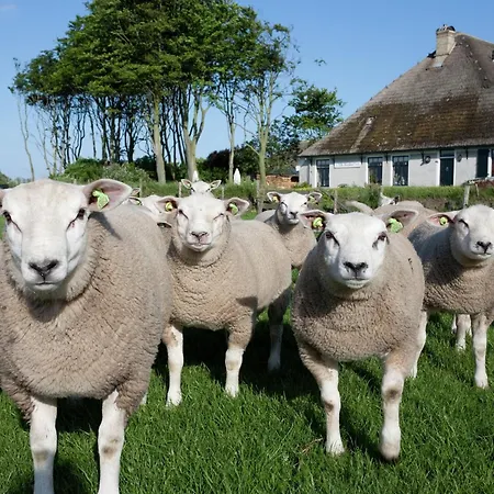 Villa In Texel With Luxurious Comfort